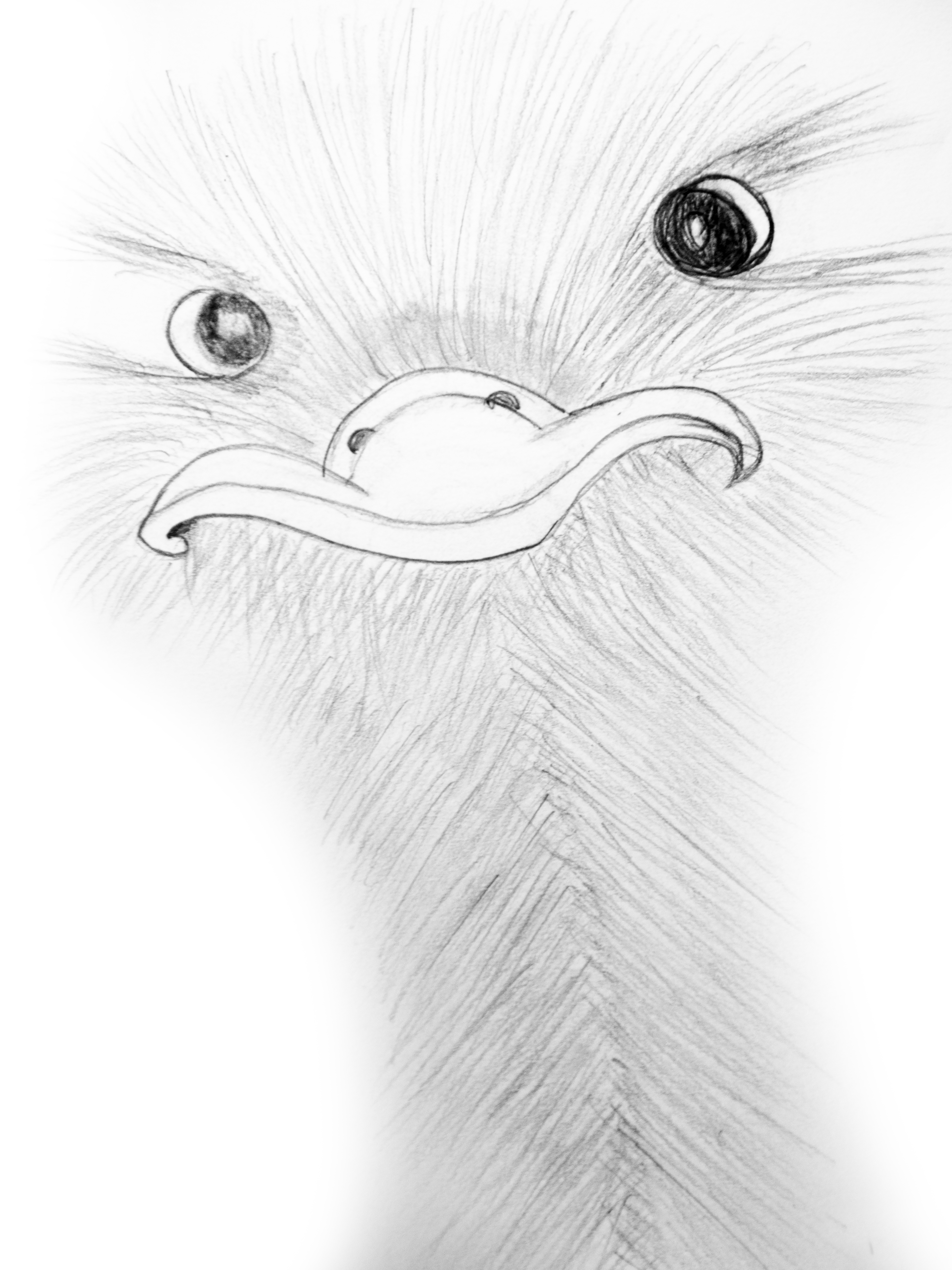 Ostrich