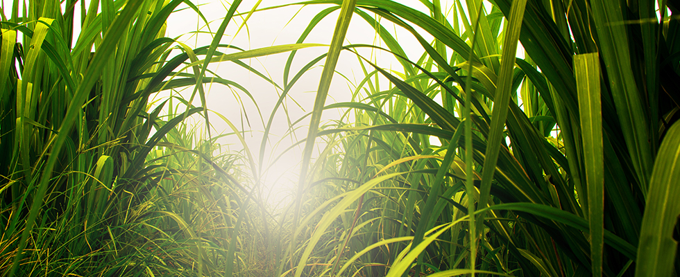 Field of sugar cane